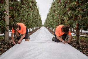 Hoddys Orchard using Solcor Bungee