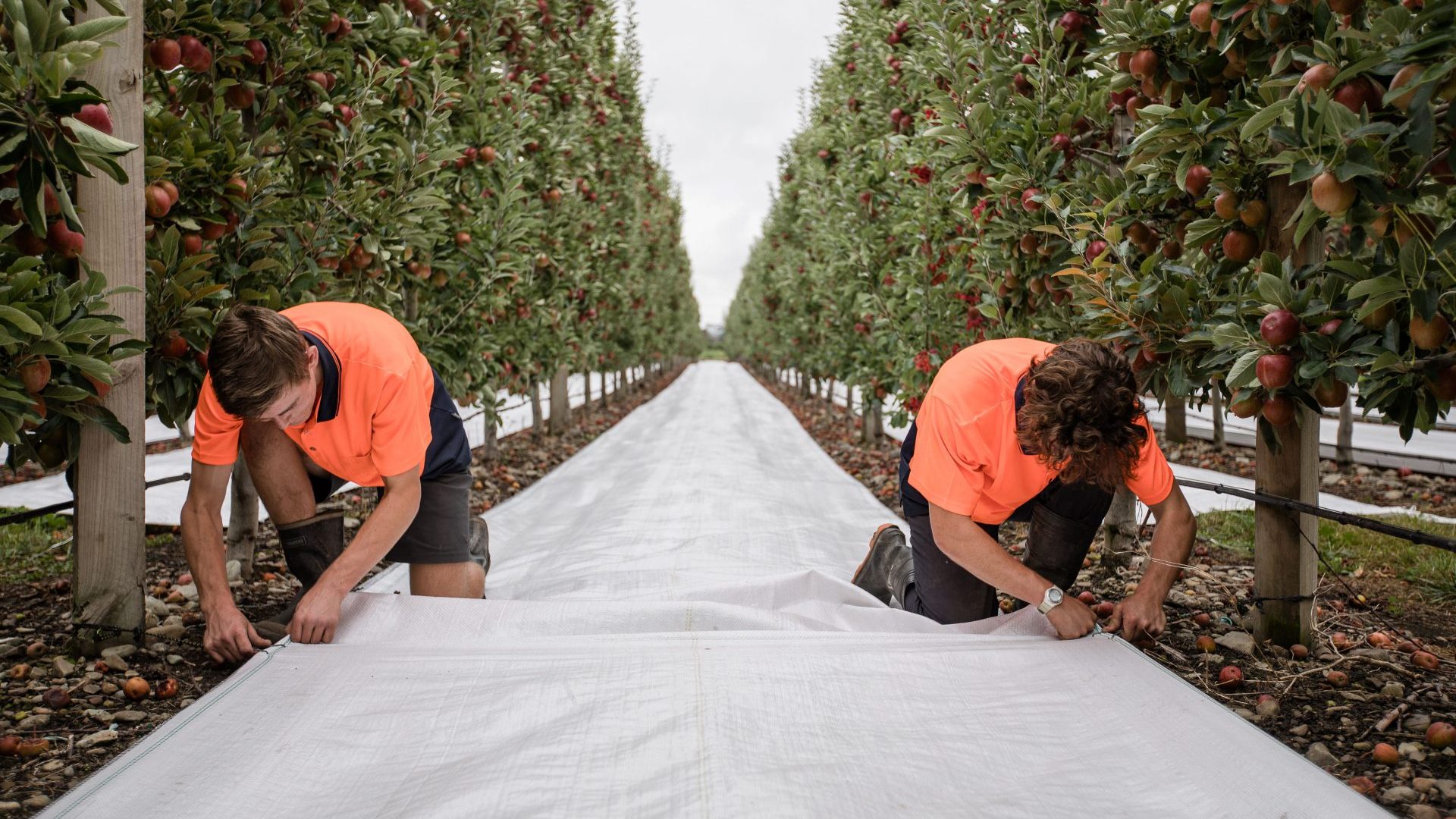 Hoddys Orchard using Solcor Bungee