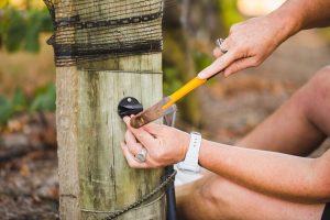 Using the Cordall Anchor Cleat in the vineyard (1)