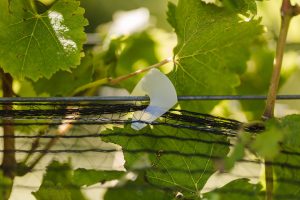 Using Cordall Net Closure Clip in the vineyard (5)