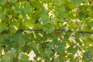 Using Cordall Net Closure Clip in the vineyard (9)